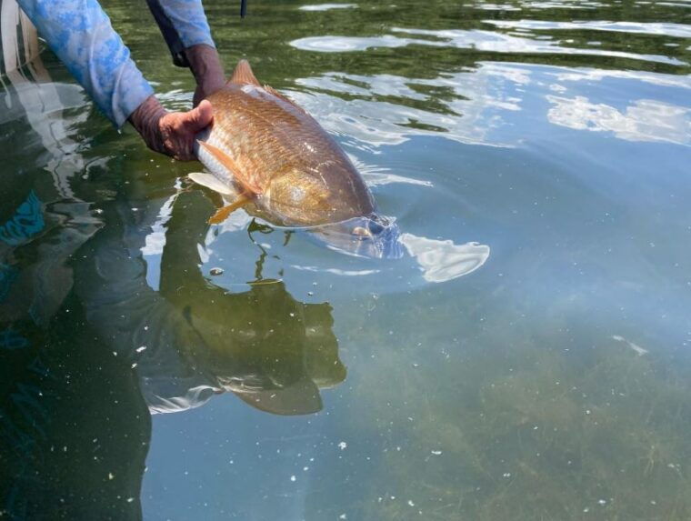 st-petersburg-fl-tampa-bay-private-inshore-fishing-trip