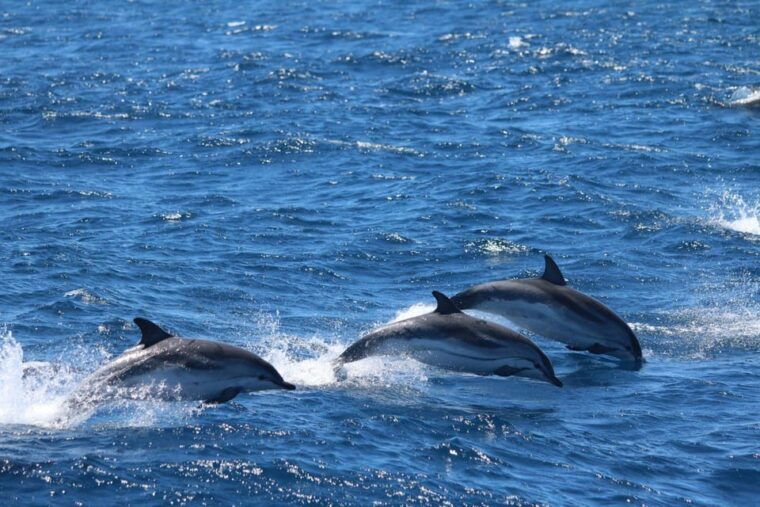 taormina-dolphin-tour-in-taormina-with-aperitif-at-sunset