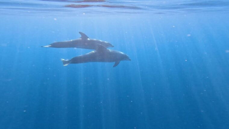 tenerife-kayak-snorkeling-tour-small-groups