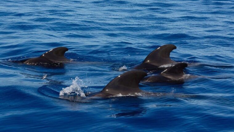 tenerife-whale-watching-and-snorkeling-yacht-trip