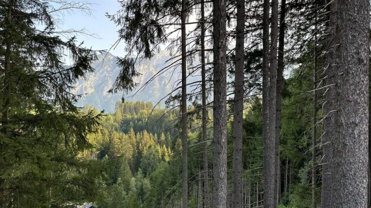 the-forest-as-an-escape-room-for-the-whole-family
