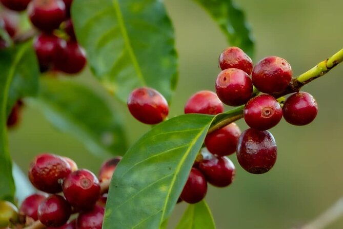 the-perfect-coffee-tour-in-guatemala-city-class-with-a-barista-city-tour