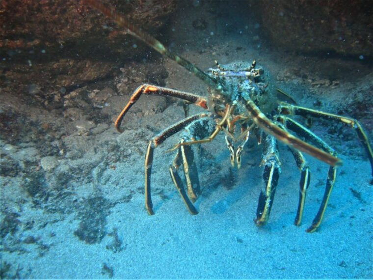 third-angra-do-heroismo-scuba-diving-tour-with-2-dives