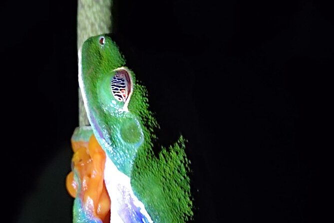 tortuguero-private-kayak-tour