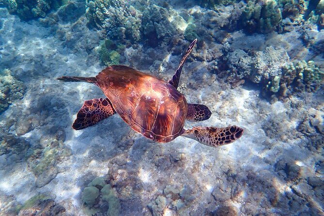 turtle-town-beach-snorkel