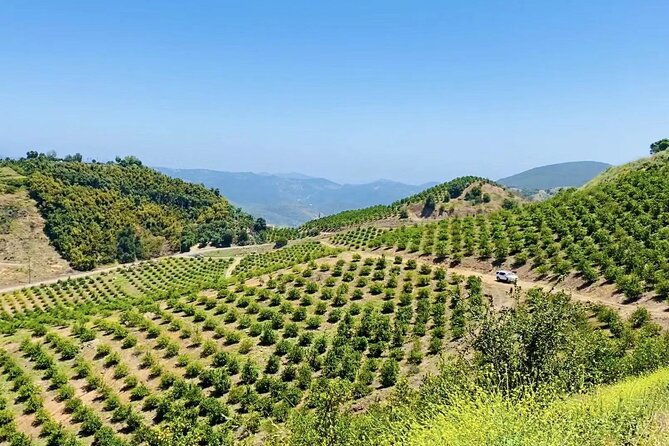 u-pick-tangerine-and-lemon-picking-at-sunmist-tangerine-farm