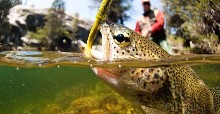 upper-colorado-river-guided-fly-fishing-trip
