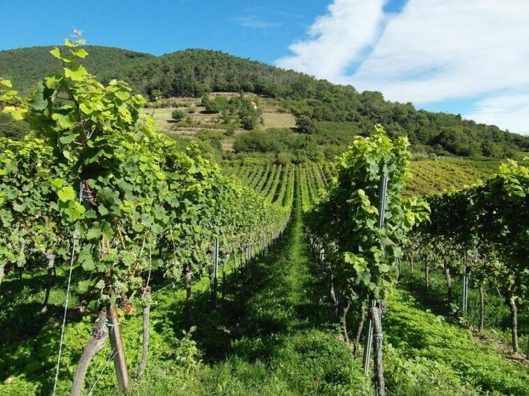 visit-winery-in-guadalest