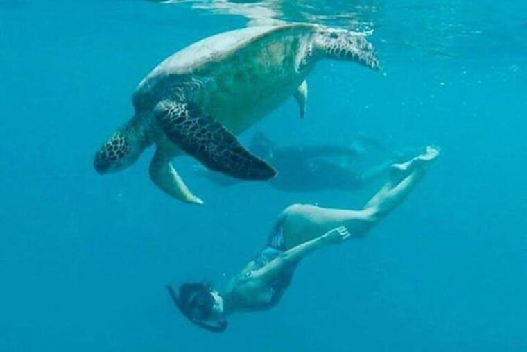 waikiki-beach-turtle-snorkeling-and-sailing-on-hawea