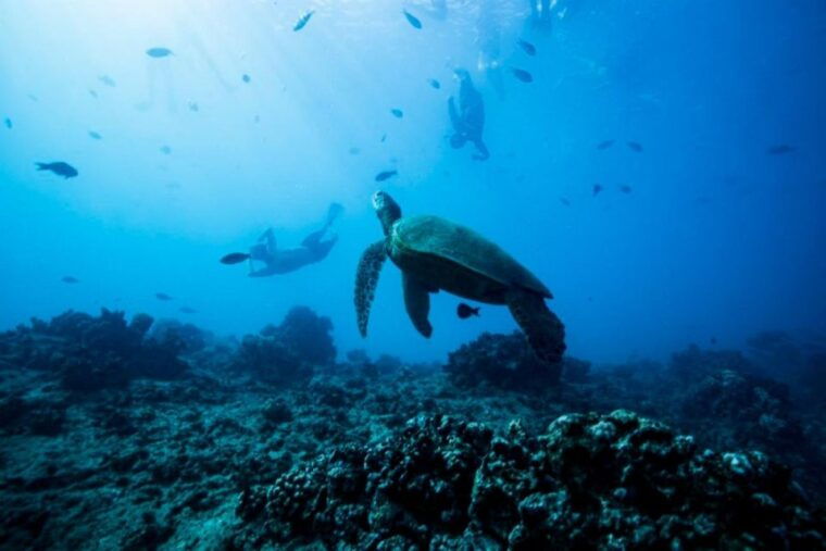 waikiki-snorkel-tour-with-hawaiian-green-sea-turtles