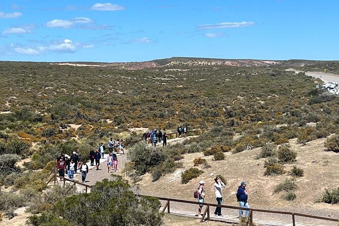 walk-with-the-penguins-in-punta-tombo-for-cruisers-in-private
