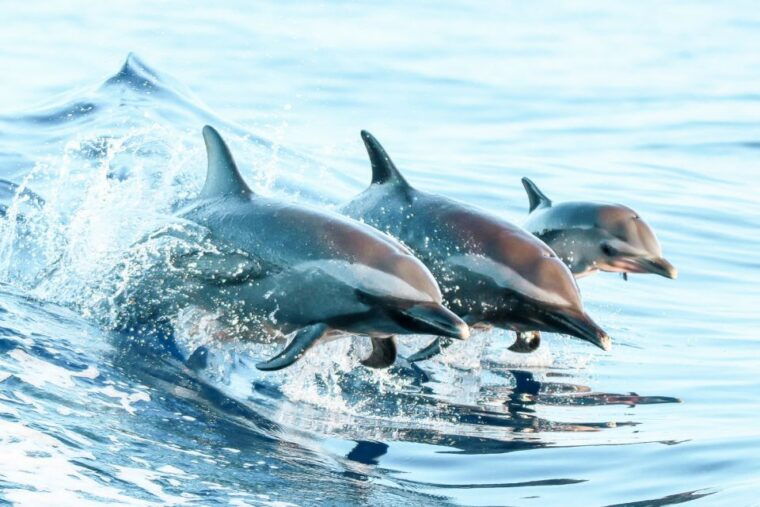 west-oahu-turtles-dolphins-and-snorkeling-tour-with-lunch