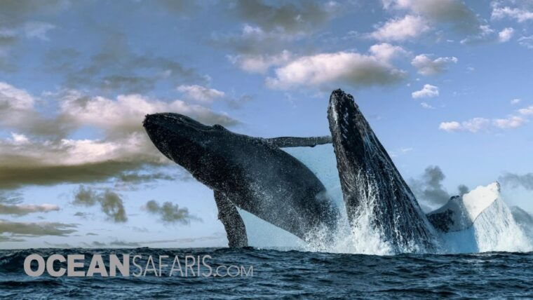 whale-and-wildlife-watching-private-and-semi-private-tours