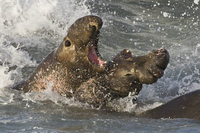 whale-point-to-see-penguins-and-elephant-seals