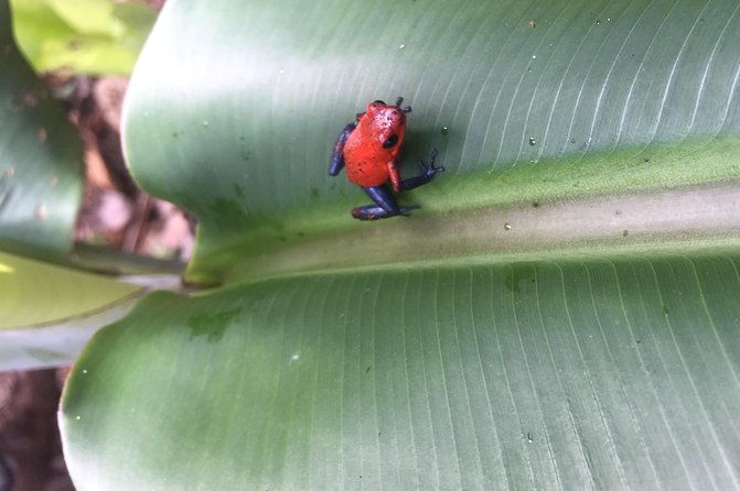 wildlife-rainforest-hiking-sloth-chocolate-coffee-tour