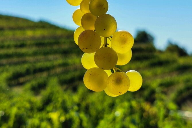 wine-degustation-in-the-heart-of-slovenian-istria