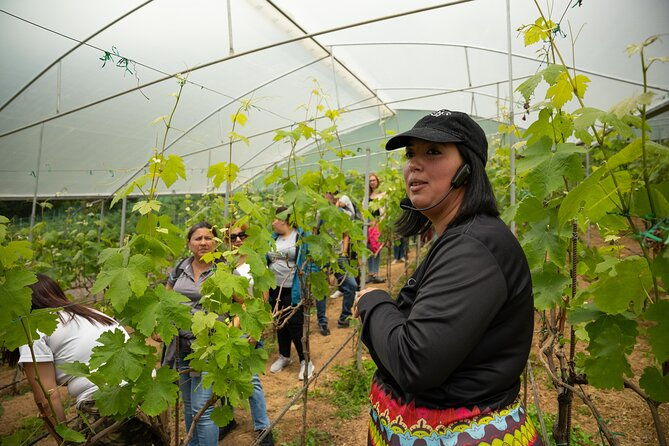 wine-experience-los-santos-valley-landscape-tour-from-san-jose