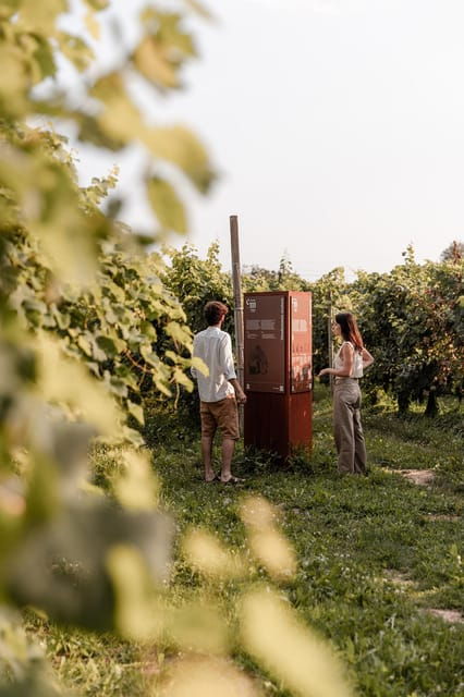 wine-tasting-the-flavors-of-the-prosecco-hills