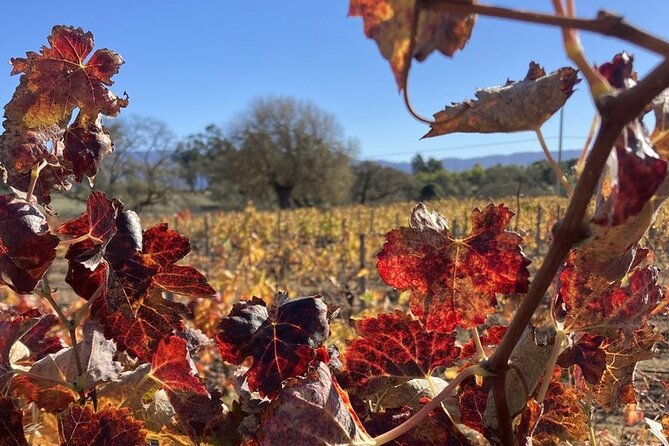 wine-tours-of-santa-barbara-county