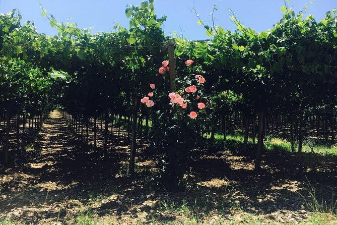 winery-tour-and-tasting-in-abruzzo