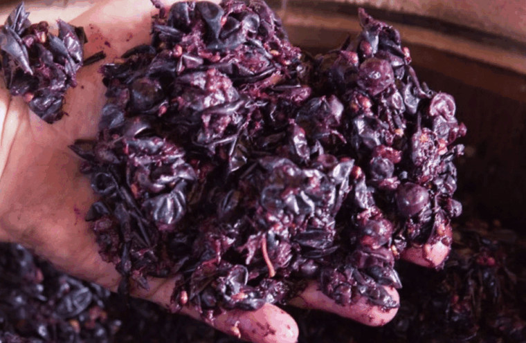 winery-tour-tasting-on-padova-hills