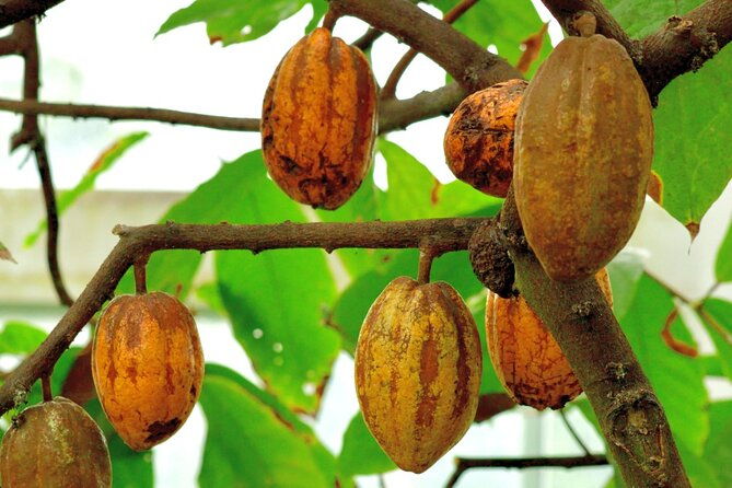 xunantunich-mayan-ruins-cacao-farm-and-traditional-chocolate-making-tour
