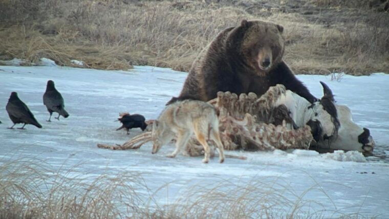 yellowstone-full-day-private-guided-tour-by-car-with-lunch