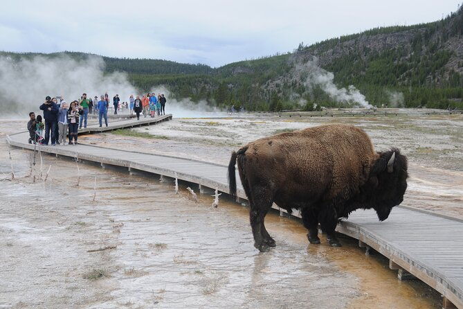 yellowstone-lower-southern-loop-tour