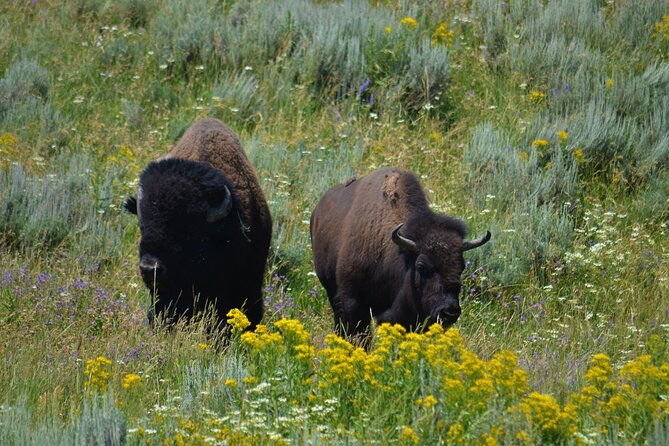 yellowstone-national-park-2-day-tour-upper-and-lower-loop