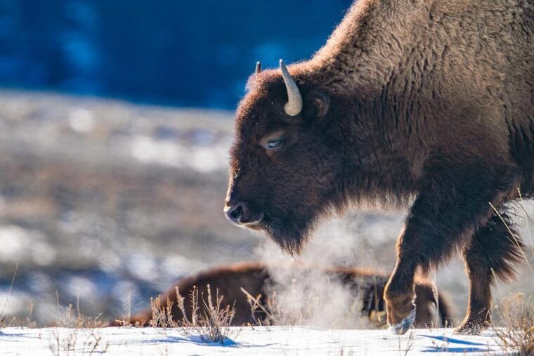 yellowstone-national-park-3-day-wildlife-photography-tour