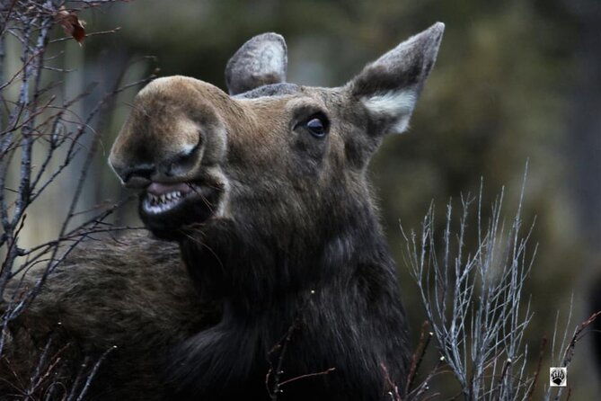 yellowstone-two-step-2-days-small-group-upper-and-lower-day-tours
