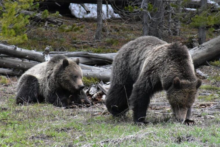 yellowstone-wildlife-tours-from-west-yellowstone-montana
