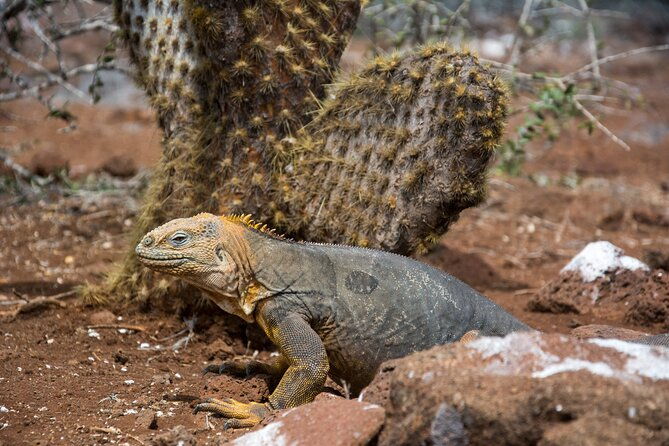 7-days-galapagos-santa-cruz-and-isabela-islands-plus-quito-tour