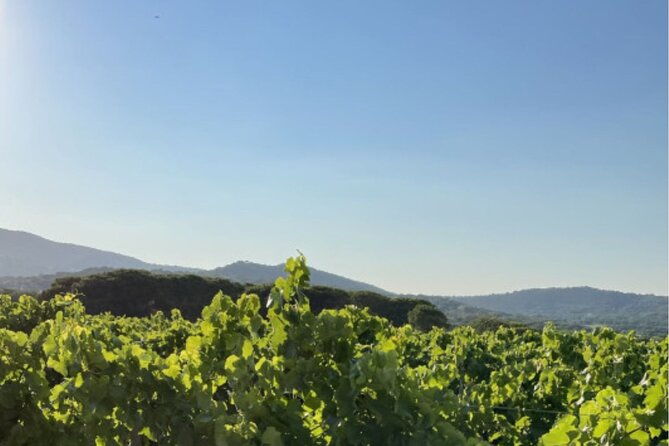 1-2-day-private-wine-tour-van-from-saint-tropez