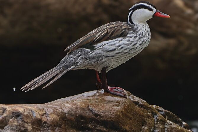 10-days-birding-photo-tour-from-andes-to-amazon-of-ecuador