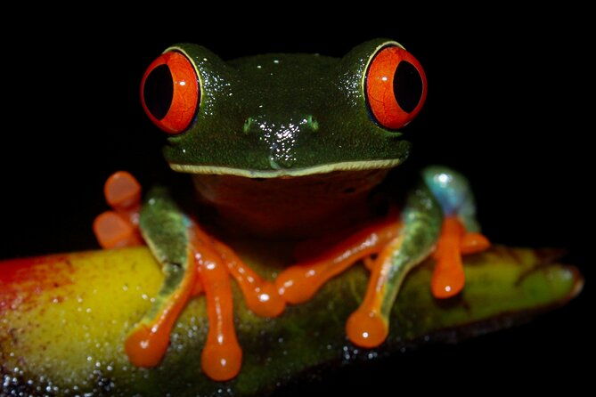 2-hours-night-walk-at-la-fortuna-with-tour-guide