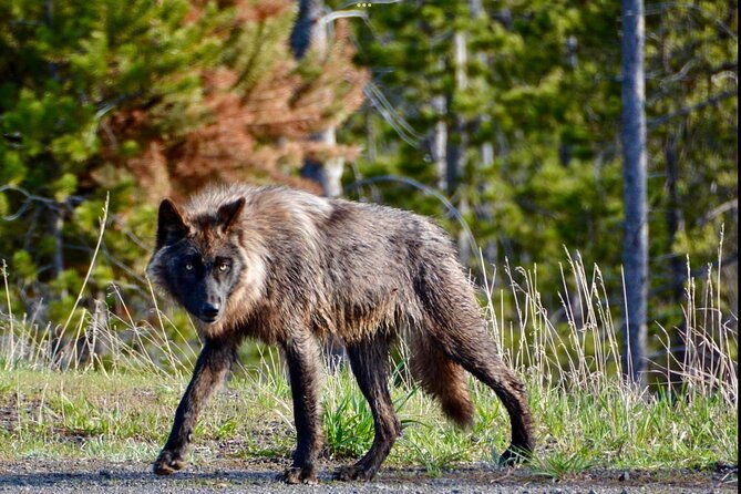 3-days-private-yellowstone-tours-from-west-yellowstone