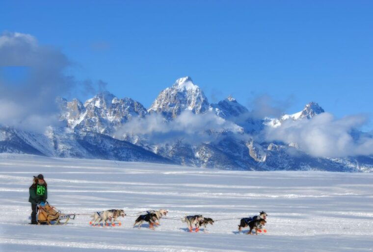 5-day-winter-yellowstone-wildlife-tour