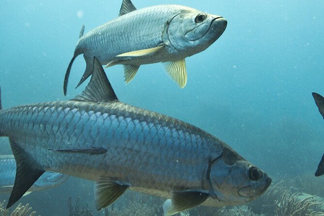 5-hour-family-friendly-fishing-charter-around-sarasota-bay