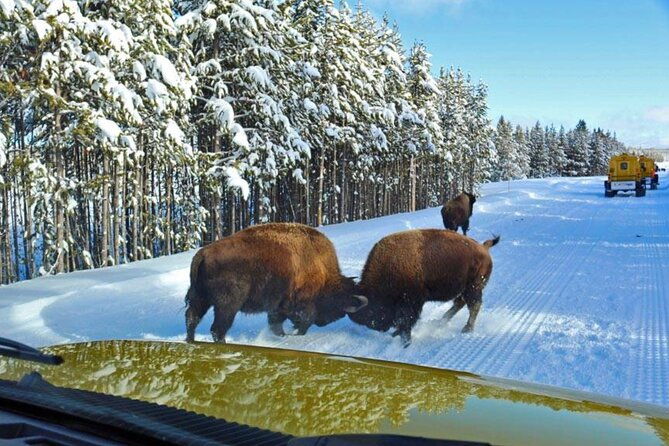 6-day-winter-wonderland-tour-in-yellowstone-national-park