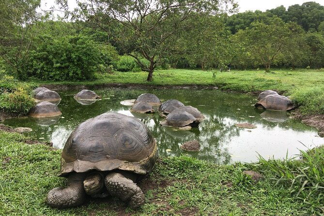 7-day-galapagos-island-classic-tour-los-tuneles-and-local-flight