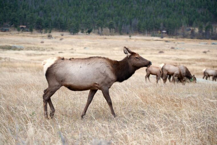 7-day-yellowstone-national-park-rocky-mountain-explorer