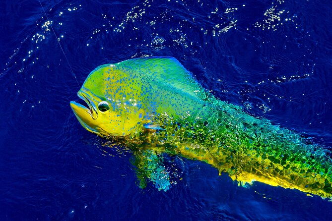 8-hour-maui-private-fishing-with-steady-pressure-charters