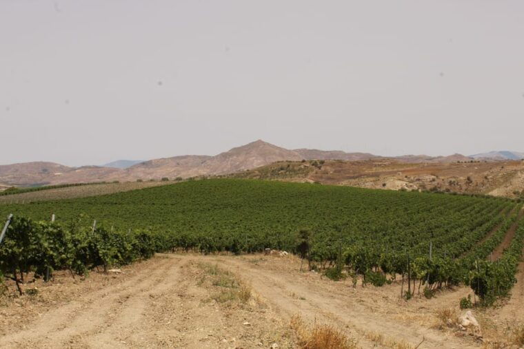 agrigento-wine-tasting-and-walk-in-the-vineyards