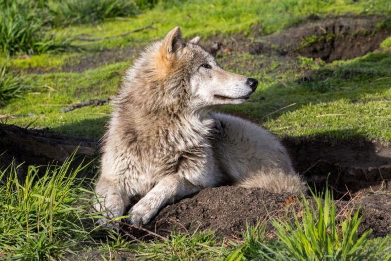 alaska-wildlife-conservation-center-admission-ticket