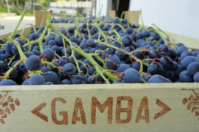 amarone-wine-tasting-from-verona