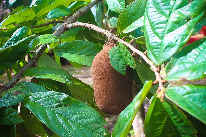 amazon-adventure-in-to-the-jungle-4d-3n-at-amazon-mamori-lodge