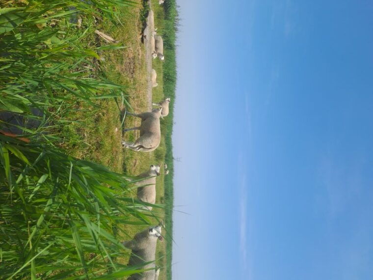 amsterdam-countryside-bike-and-kayak-guided-tour