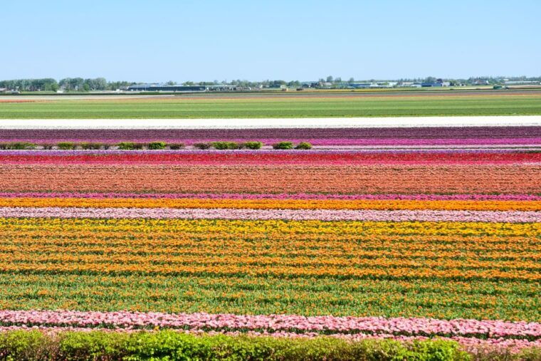 amsterdam-keukenhof-and-zaanse-schans-live-guided-day-tour