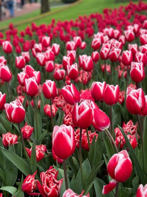 amsterdam-to-keukenhof-zaanseschans-private-tour